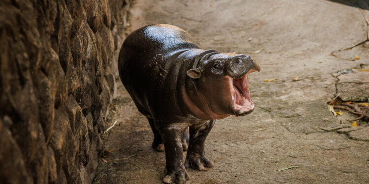 Moo Deng, the Toddler Hippopotamus, Still Has Star Power