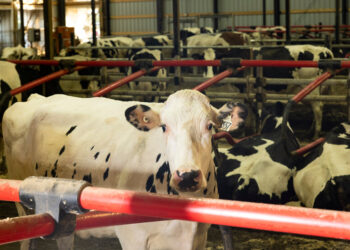 Cows Have Been Infected With a Second Form of Bird Flu