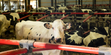 Cows Have Been Infected With a Second Form of Bird Flu