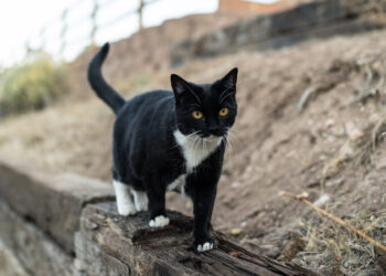 CDC Posts, Then Deletes, Data on Bird Flu Transmission Between Cats and People