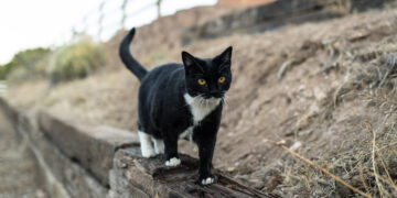 CDC Posts, Then Deletes, Data on Bird Flu Transmission Between Cats and People