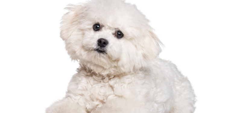 How Much Does a Dog’s Breed Affect Its Health and Behavior?