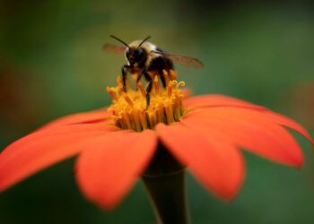 Trump Killed a Major Report on Nature. They’re Trying to Publish It Anyway.