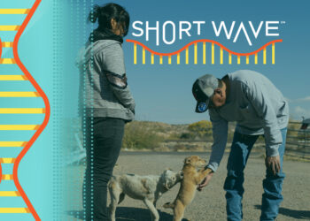 Preventing ticks on reservation dogs curbed a deadly disease : Short Wave : NPR