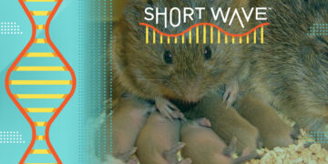 How prairie voles may help — and complicate — love in humans : Short Wave : NPR