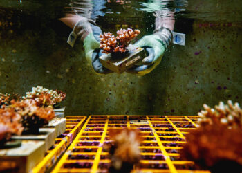 Some corals are better at handling the heat