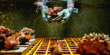 Some corals are better at handling the heat