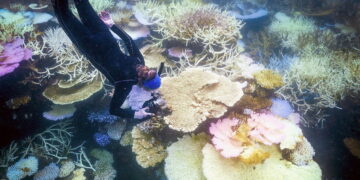 The Great Barrier Reef is seeing unprecedented coral bleaching