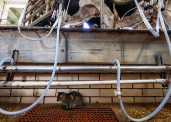 Dairy Workers May Have Passed Bird Flu to Pet Cats, CDC Study Suggests