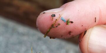 New Study Finds Big Increase In Microplastics Found In Human Brains