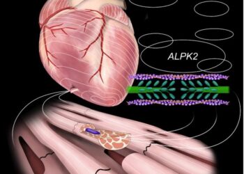 New Therapeutic Target Discovered for Lethal Form of Heart Failure