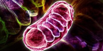 Scientists Identify Cellular “Switch” That May Reverse Diabetes