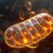 Mitochondria’s Secret Power Unleashed in the Battle Against Inflammation