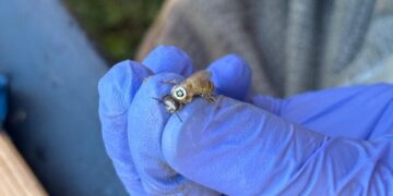 Tiny QR Codes Reveal the Secret Journeys of Honeybees