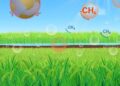 The Rice Revolution: Slashing 70% of Methane Emissions While Boosting Yields