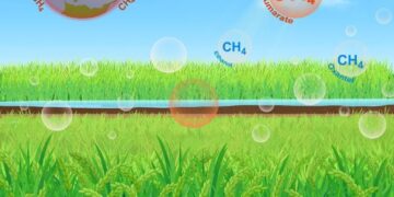 The Rice Revolution: Slashing 70% of Methane Emissions While Boosting Yields