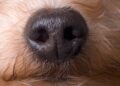 A Nose-Computer Interface Could Turn Dogs Into Super Detectors
