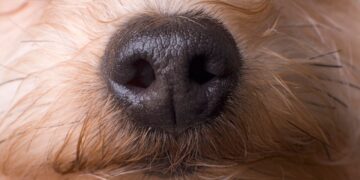 A Nose-Computer Interface Could Turn Dogs Into Super Detectors