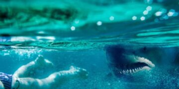 Shark Bites Plummeted in 2024 – Experts Reveal What’s Behind the Drop