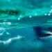 Shark Bites Plummeted in 2024 – Experts Reveal What’s Behind the Drop