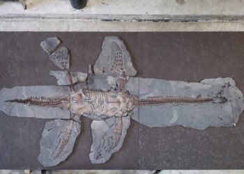 Shocking Scientists: Fossilized Plesiosaur Skin Cells Discovered After 183 Million Years