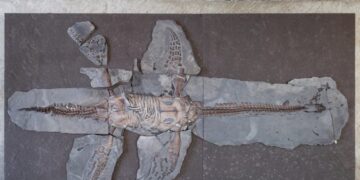 Shocking Scientists: Fossilized Plesiosaur Skin Cells Discovered After 183 Million Years