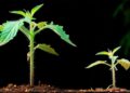 120,000 Years of Evolution in Days: The Race to Grow Super Crops