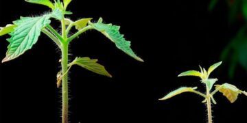 120,000 Years of Evolution in Days: The Race to Grow Super Crops