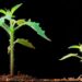 120,000 Years of Evolution in Days: The Race to Grow Super Crops
