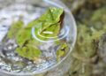 Endangered froglets born after dramatic 7,000-mile rescue mission | Science, Climate & Tech News