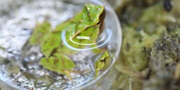 Endangered froglets born after dramatic 7,000-mile rescue mission | Science, Climate & Tech News