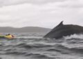 Kayaker survives being swallowed by humpback whale in Chile | World News