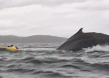 Kayaker survives being swallowed by humpback whale in Chile | World News