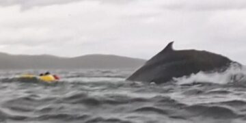 Kayaker survives being swallowed by humpback whale in Chile | World News