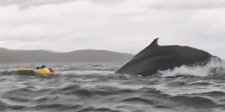 Kayaker survives being swallowed by humpback whale in Chile | World News