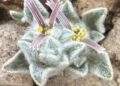Meet the ‘wooly devil,’ a new plant species discovered in Texas : NPR