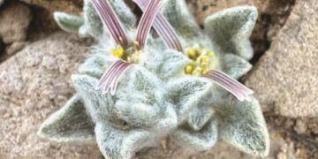 Meet the ‘wooly devil,’ a new plant species discovered in Texas : NPR
