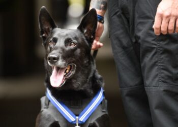 Hurricane, the heroic Belgian Malinois who protected the Obama White House, has died : NPR