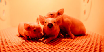 For Patients Needing Transplants, Hope Arrives on Tiny Hooves