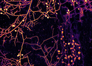 How Fungi Move Among Us