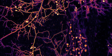 How Fungi Move Among Us