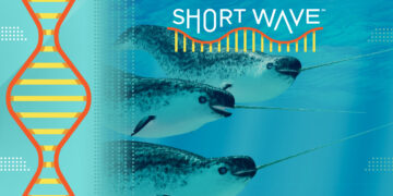 Drone captures new behavior from narwhals : Short Wave : NPR