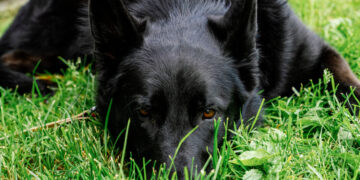 Think You Understand Your Dog? Think Again.