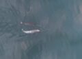 Videos Show Narwhals Using Their Tusks to Play With Their Food