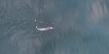 Videos Show Narwhals Using Their Tusks to Play With Their Food