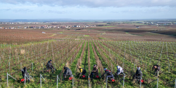 Trump’s Tariff Threat Sends French Wine and Champagne Makers Reeling