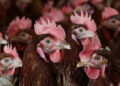 RFK Jr.’s Prescription for Bird Flu on Farms: Let It Spread