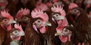 RFK Jr.’s Prescription for Bird Flu on Farms: Let It Spread