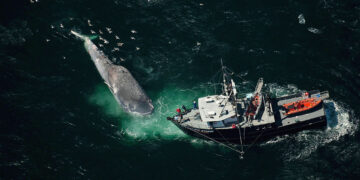 New technology can keep whales safe from speeding ships