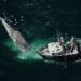 New technology can keep whales safe from speeding ships